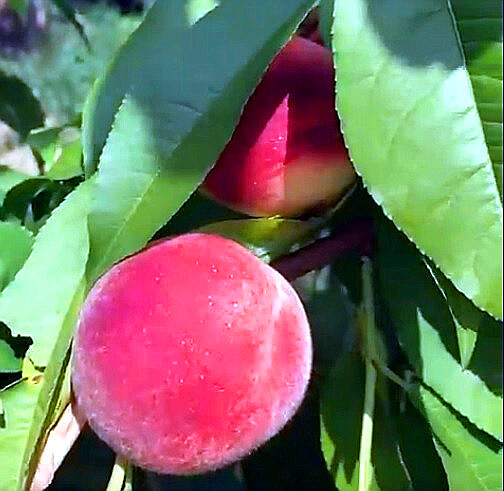 Персик в Средней полосе России — возможно ли вырастить