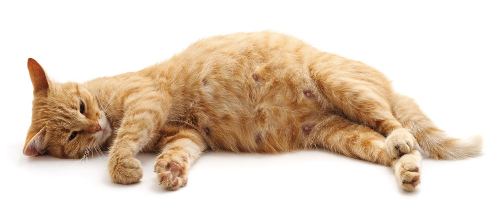 Фотография из интернета