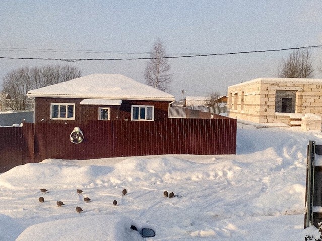 Хроники фазенды: январь