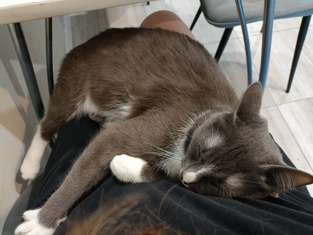 Кошка стала чаще ластиться