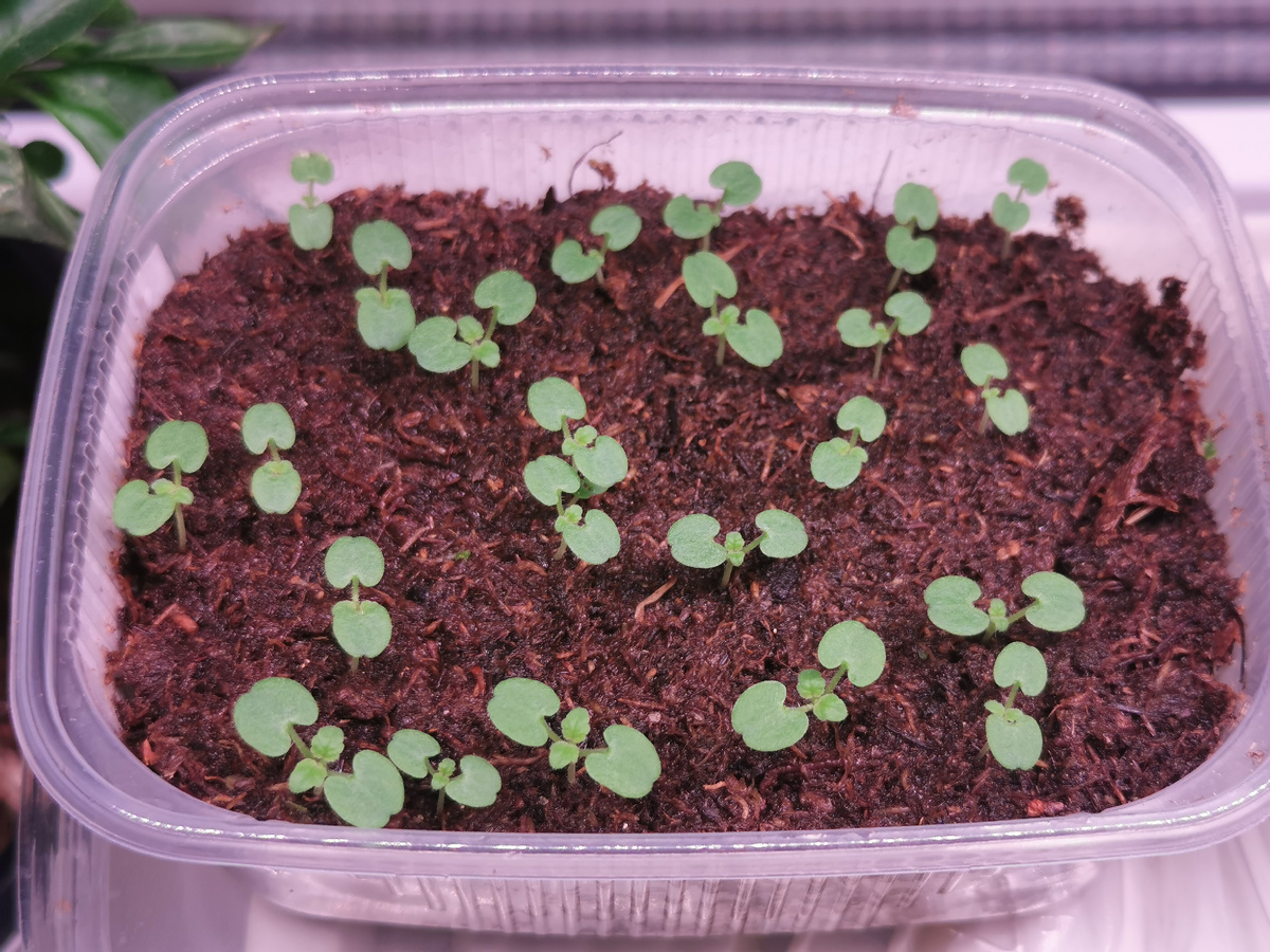 Агастахе морщинистый Alabaster