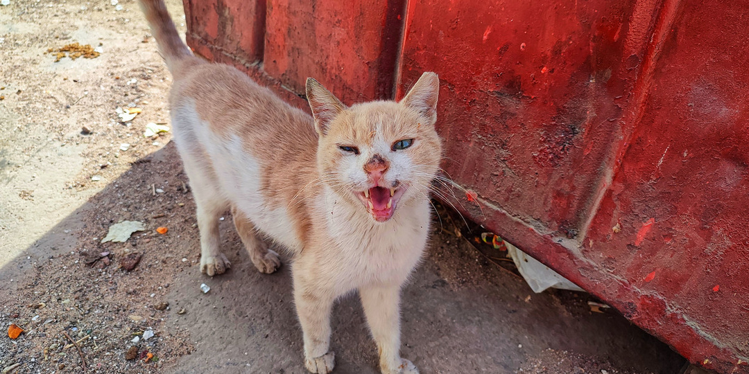 Кормить уличных кошек в Хургаде