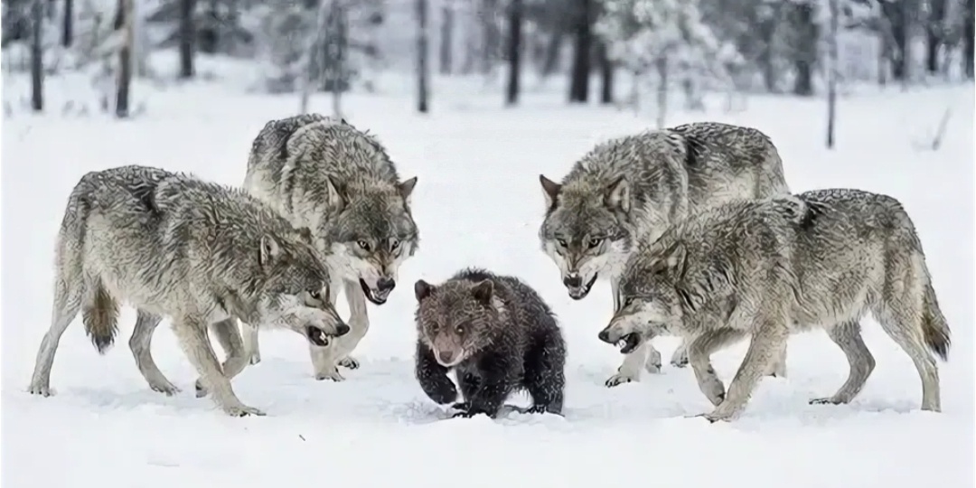 Волки окружили медвежонка. Лесник Иван спас его, а он отблагодарил, когда это необходимо больше всего