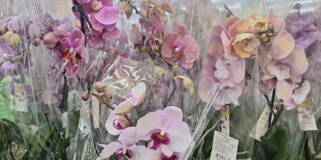 Свежие Орхидеи от "Цветы Московского" в Лемана ПРО 31.01.26г.