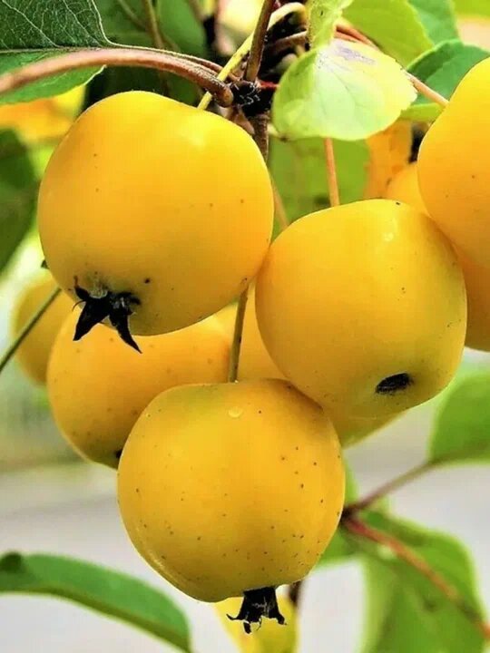 Фото из открытого источника