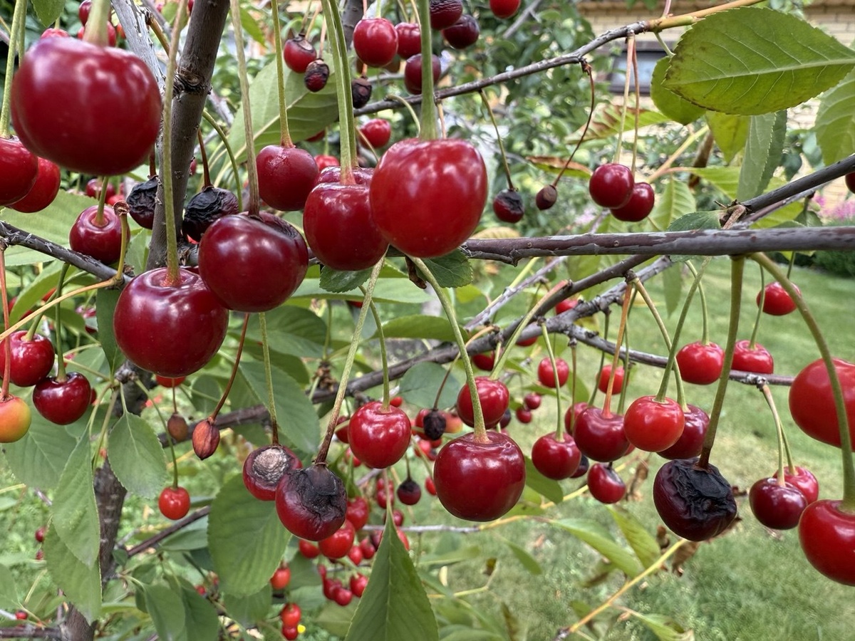 Некоторые ягоды на фото повреждены монилиозом