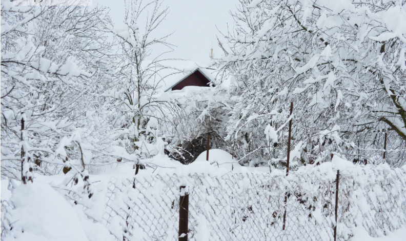 Фото автора. 16.01.2026. Станица.