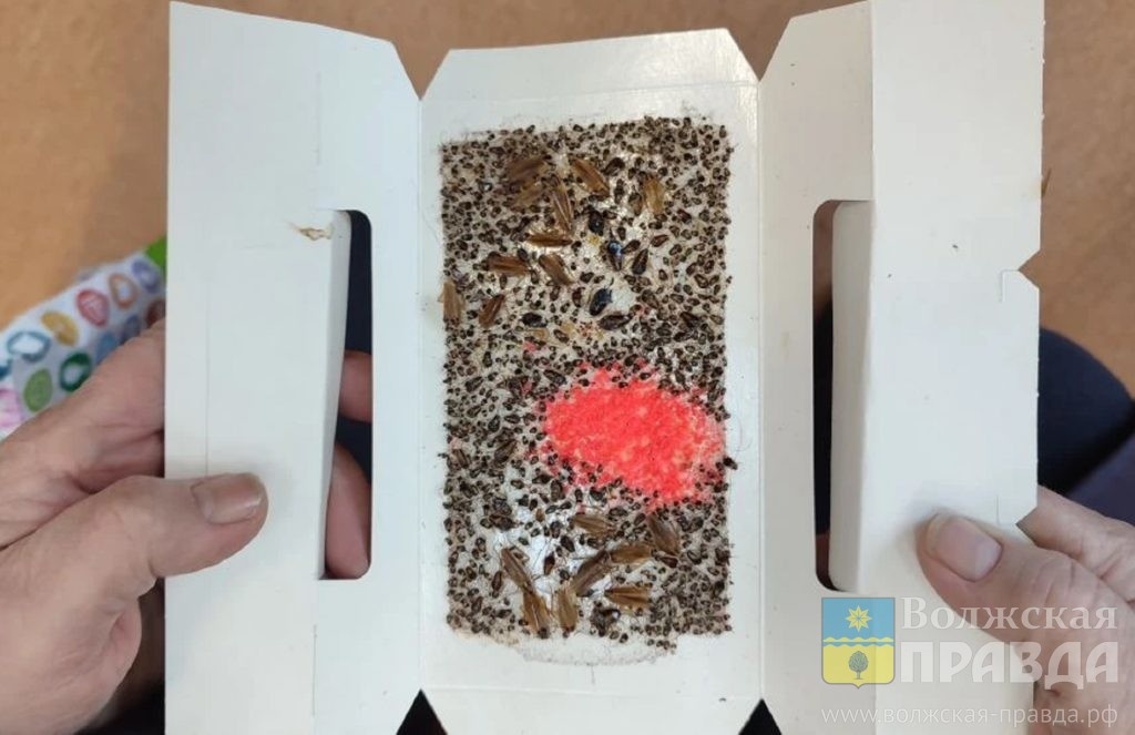 Ловушка от тараканов📷    По 15 ловушек каждые 10 дней: волжанка из «тысячника» умоляет «Ладу Дом» спасти её от тараканов
