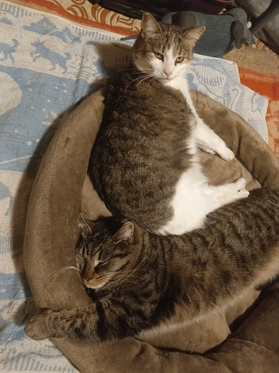 Жительницы глухого преглухого села Дуня и Варвара