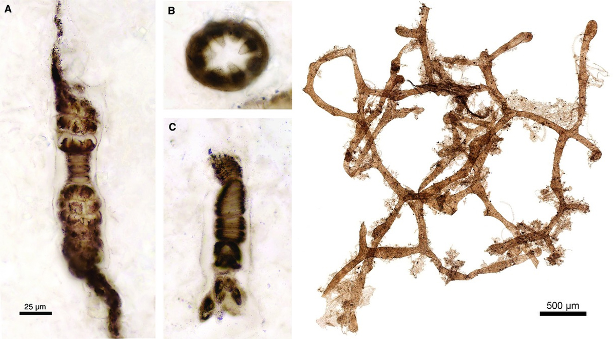Красная водоросль Bangiomorpha pubescens (слева) и эукариотический организм Aimonema ramosa (справа)