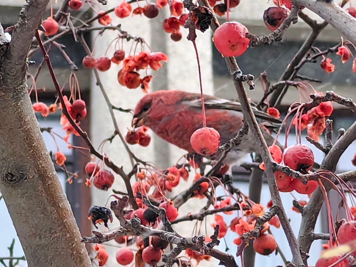    Ирина Меркова