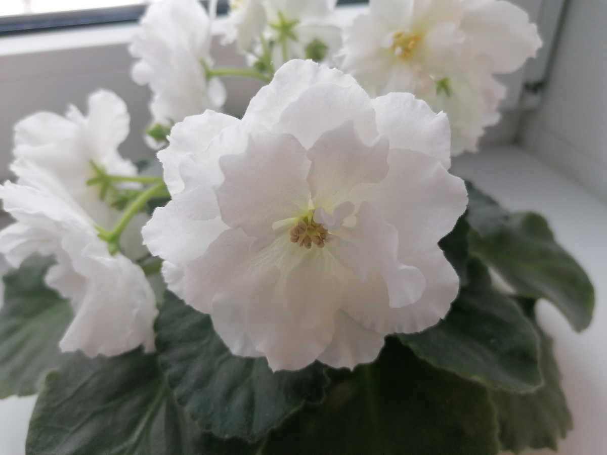 Цветы под стать нынешней зиме - огромные, как сугробы в этом феврале