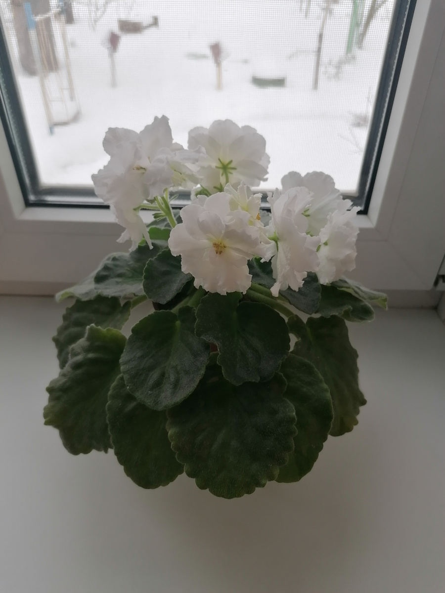 За окном февраль, а на окне белоснежное чудо