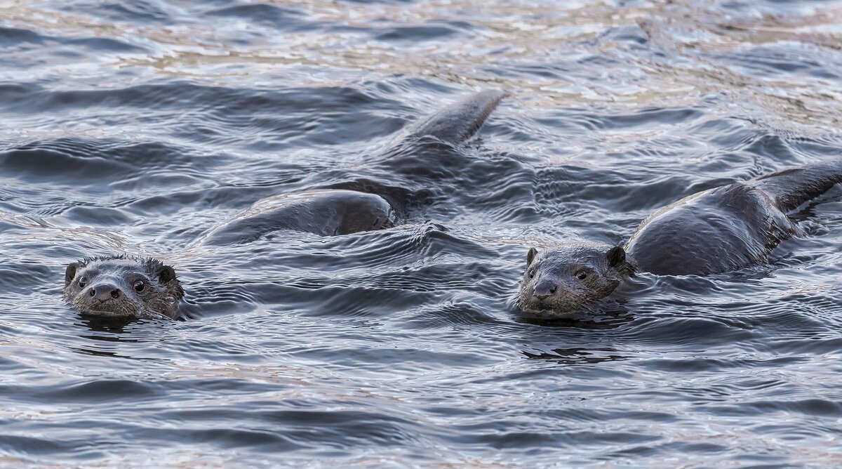   Коварные выдры