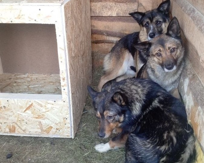 Бег по кругу: накормили, убрали, протопили. И снова нужно всё сначала.