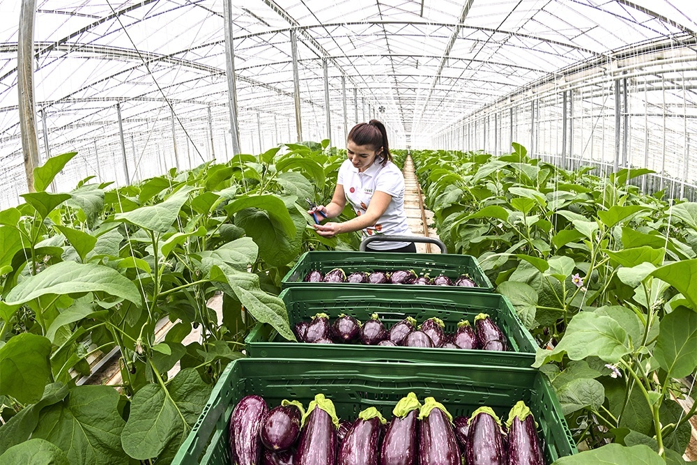    Минсельхоз заявил о намерении в 2026 году возобновить льготное кредитование строительства теплиц. / dpa / picture-alliance / tass