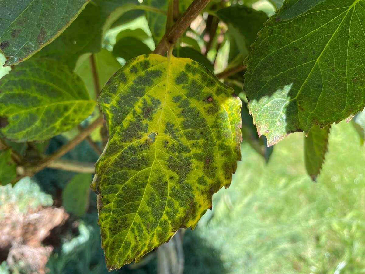 Серный хлороз. Фото автора  