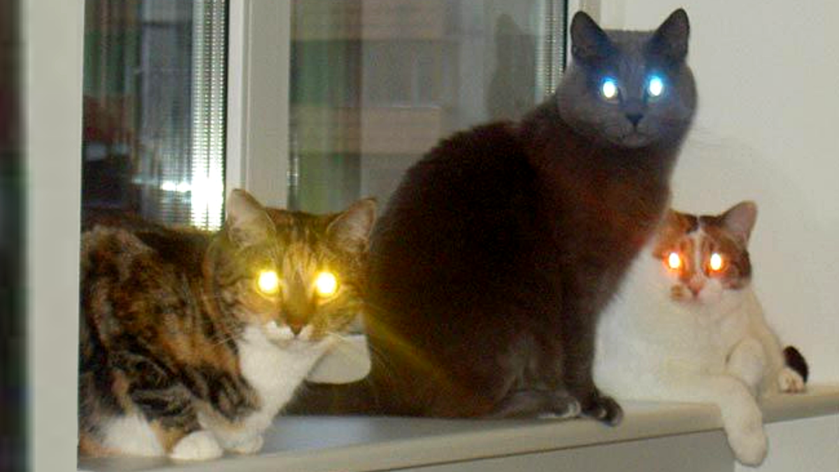 Подсветить тебе хозяин?