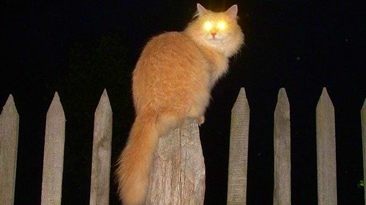 В темноте иду, боюсь - вдруг запнусь или отступлюсь?! Как до места мне дойти и в овраг не забрести?! Хорошо, что дома кот - на окне сидит и ждет. Я кричу - Васёк, встречай, дом найти мне помогай! Кот включает оба глаза будто фары АвтоВАЗ. Вот и родненький мой дом, где живём вдвоем с котом! ЕЩЕ фото --->>