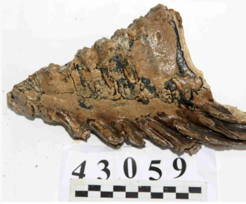 Зуб мамонта