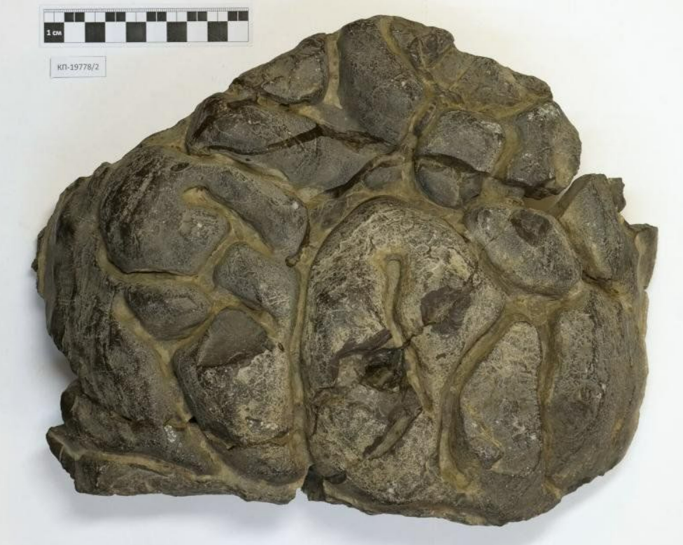 Окаменелость. Строматолит