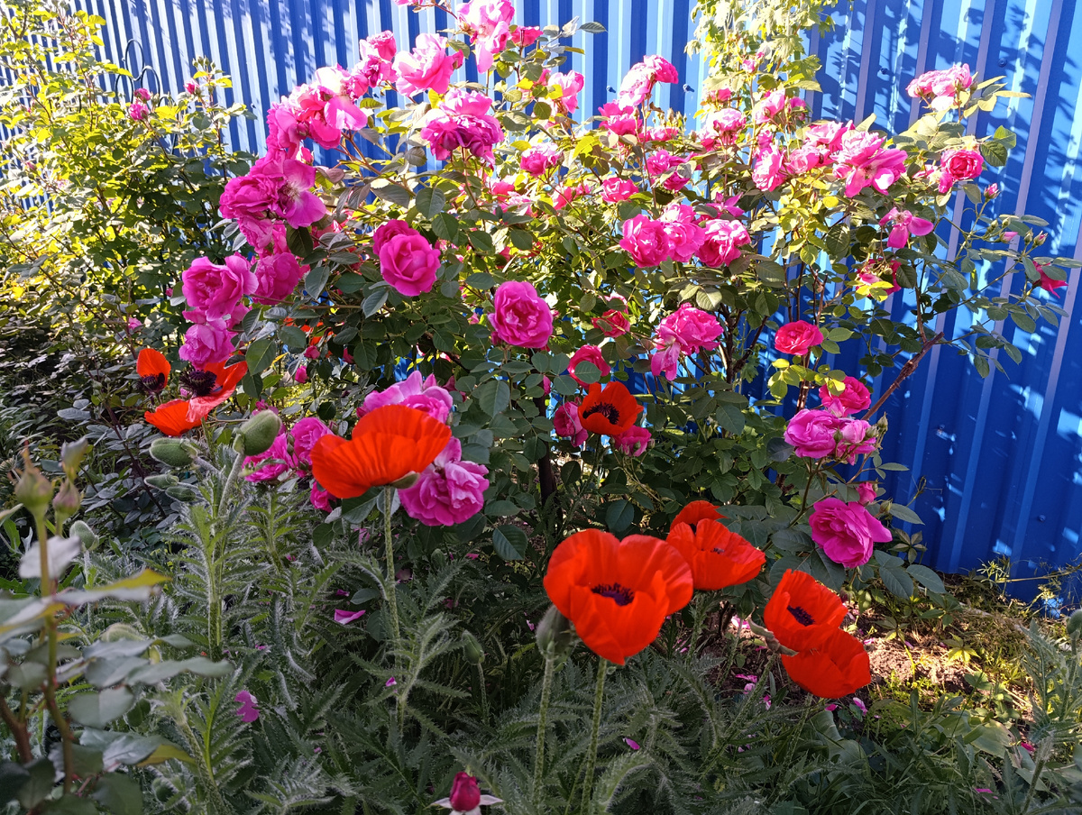 Канадская  Морден Сентенниал Фото автора 