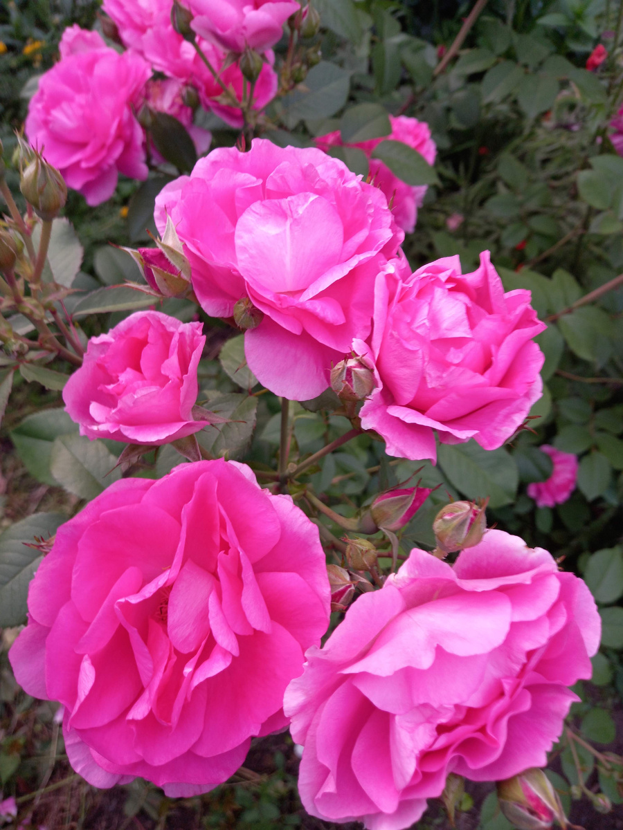 Морден Сентенниал 