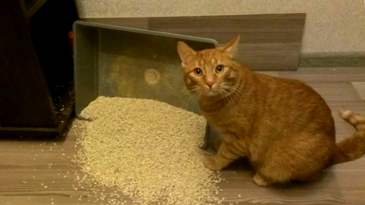 Когда слишком сильно "заметал следы: "Ну переборщил, признаю"