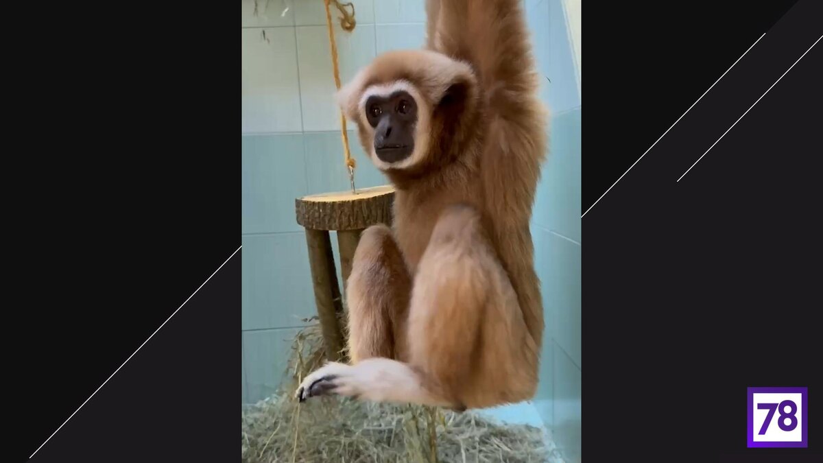    Фото: t.me/lenzoopark