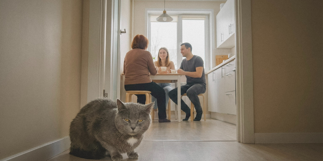 Жена твердила - после свекрови кот странный. Муж раздражался, пока сумочка не раскрыла правду