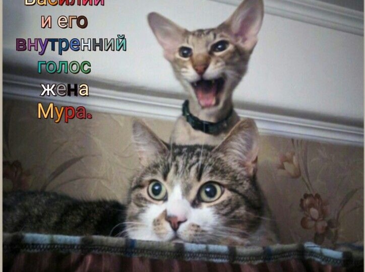 Мемы с животными новая подборка