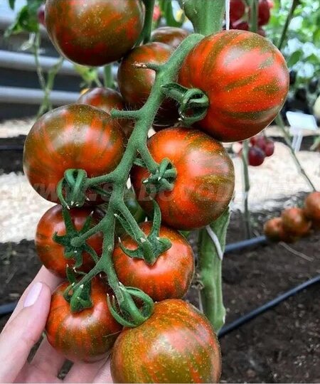 Томат Братик-Полосатик: полосатые плоды с насыщенным вкусом для вашего огорода