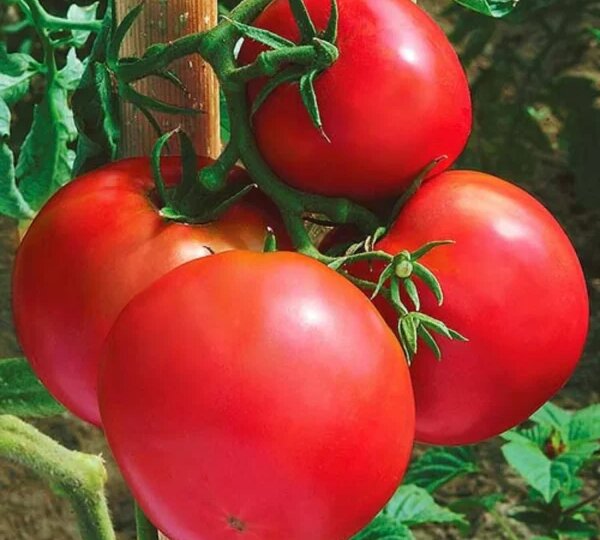 Томат Ермак: проверенный временем сорт для открытого грунта