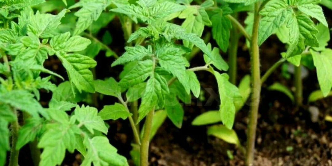 Спасаем рассаду от вытягивания: проверенные 100-летним опытом бабушкиные рецепты для обильного урожая!