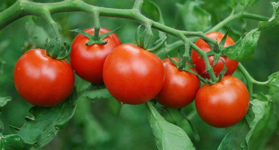    Подмосковье Сегодня/Сгенерировано нейросетью