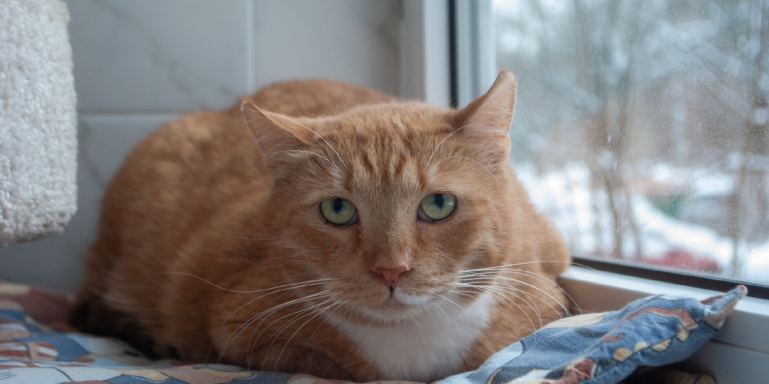 Кот Илюша мечтает о доме 😍