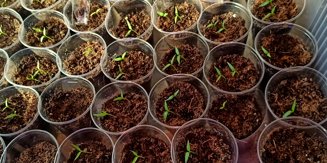 Посадка перца на рассаду: мой проверенный годами способ.