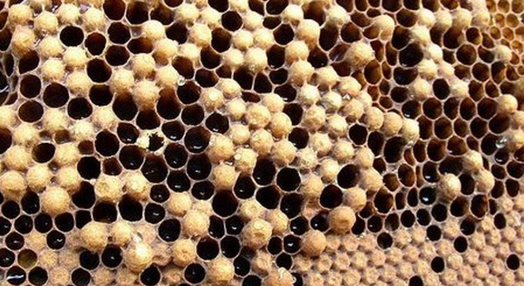 Горбатый расплод.