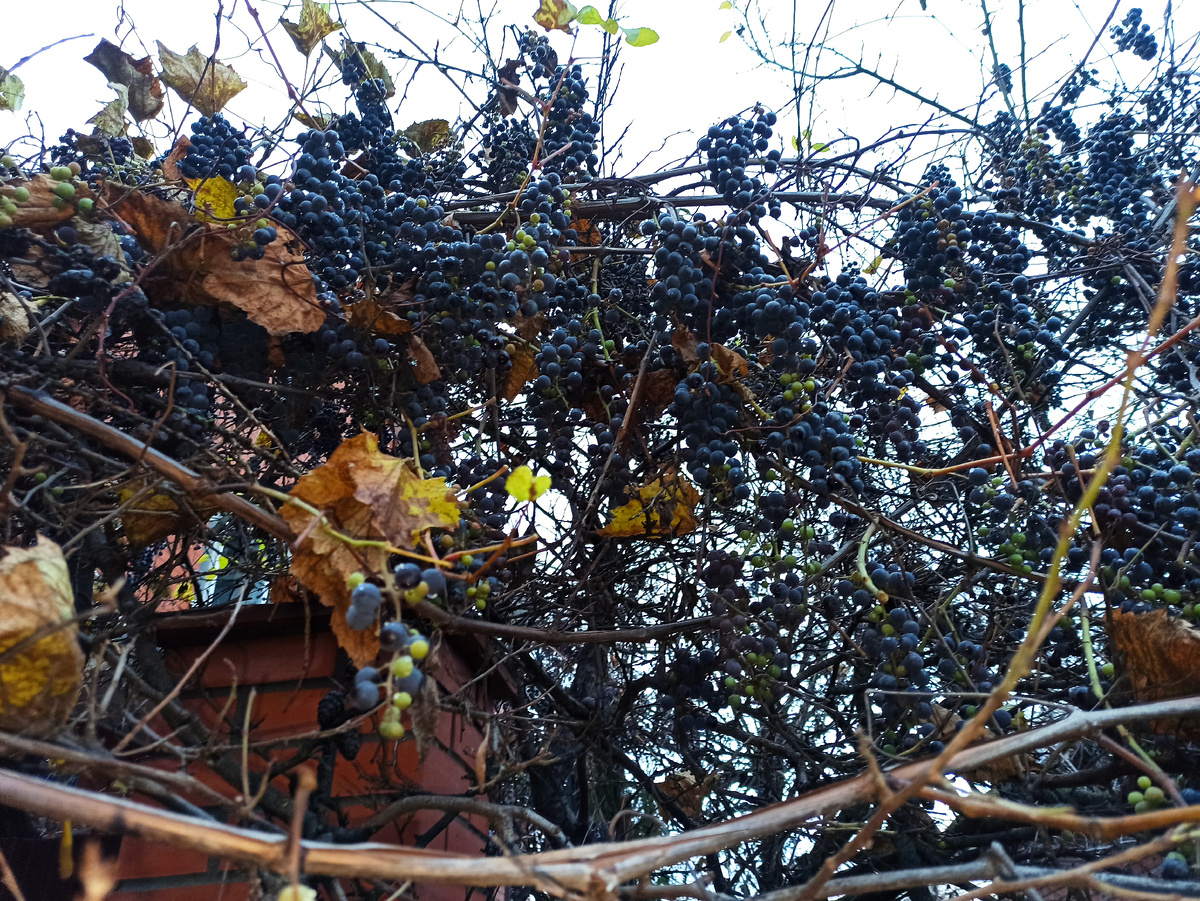 Фото автора.  Изабелла в ноябре на заборе почти в центре города 