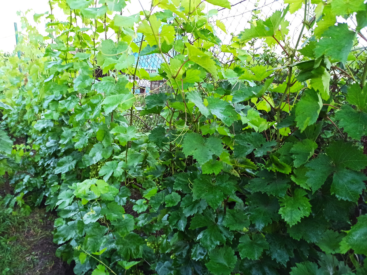 Фото автора. 2025 год - виноград стал как настоящий