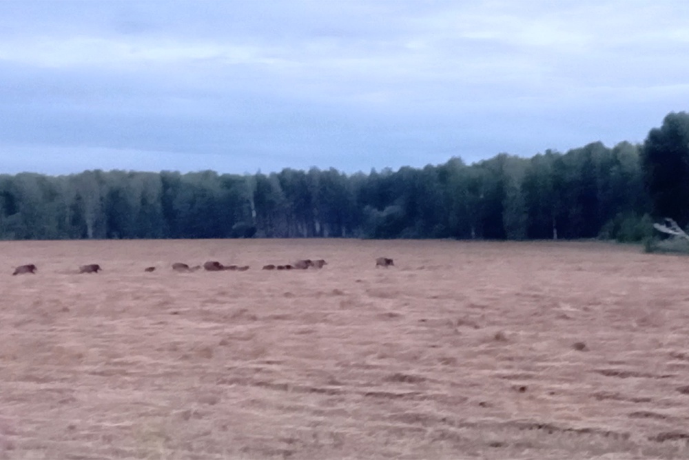    Посадки фермера истребляются круглосуточно: утром - журавли, затем - косули, вечером - кабаны... / Из личного архива Павла Захарова