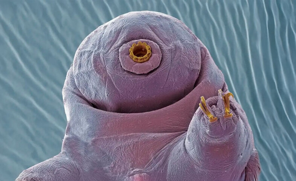 Тихоходка под микроскопом. Фото: Weill Cornell Medicine