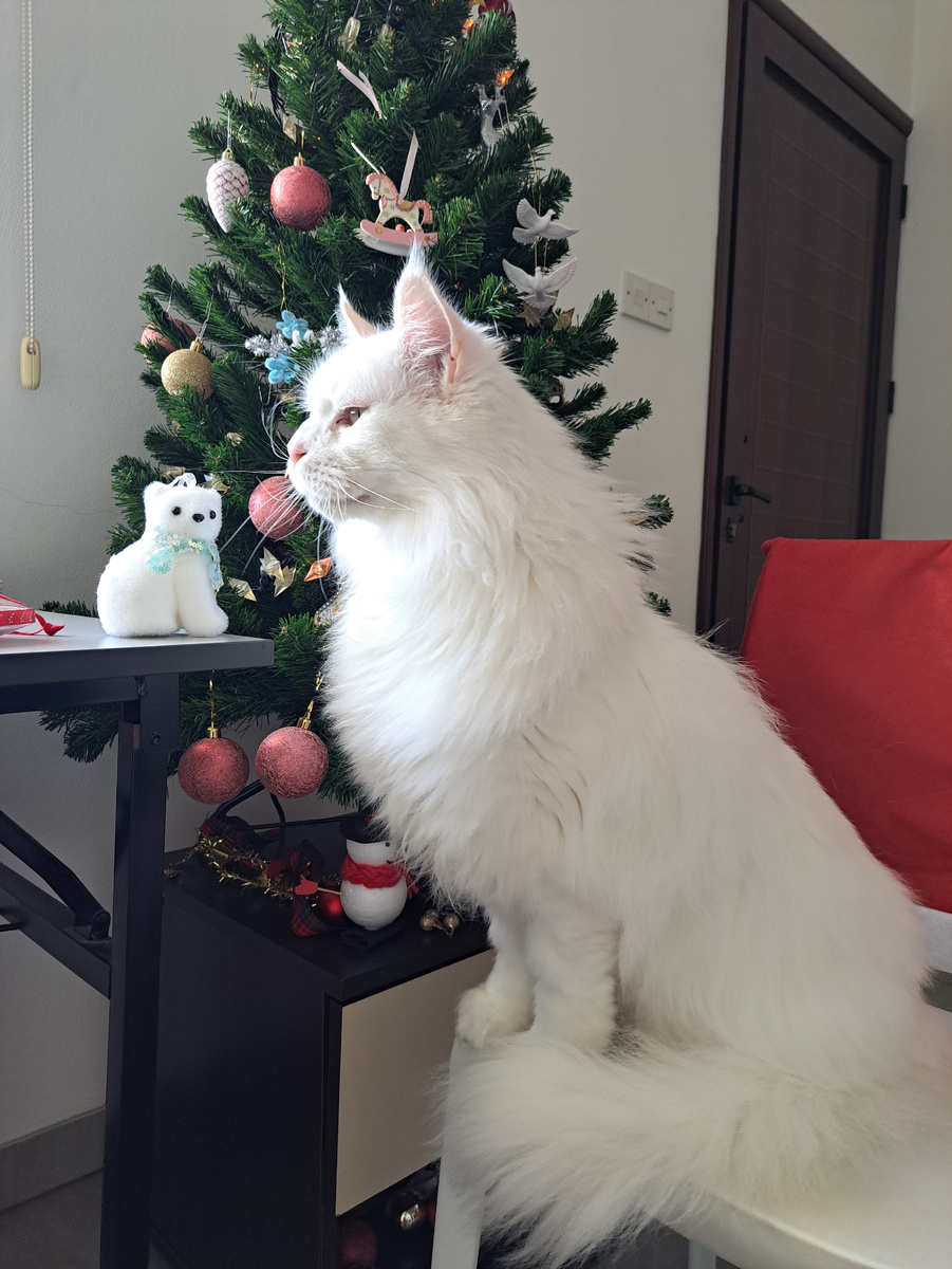 Джакс. "Непокорный лев" 🦁. (Мэйнкун).