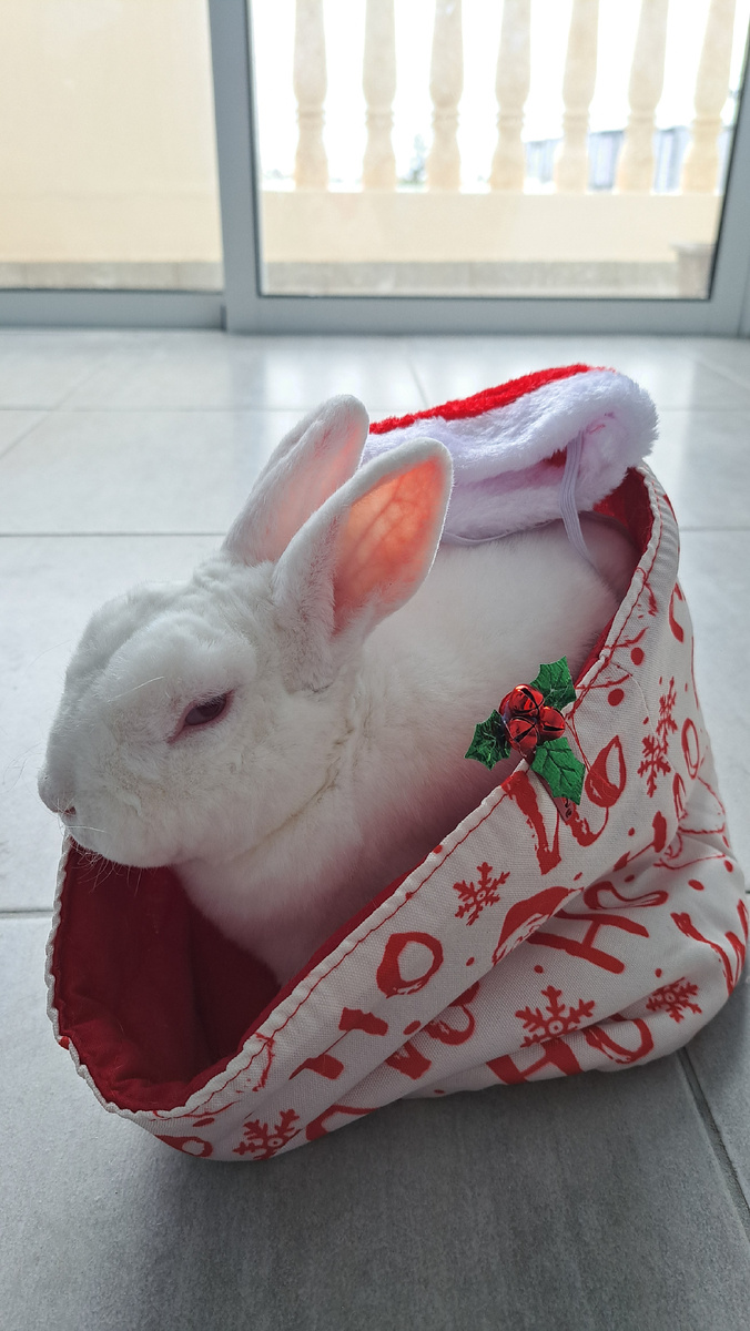 Митч. Мой милый кролюша. 