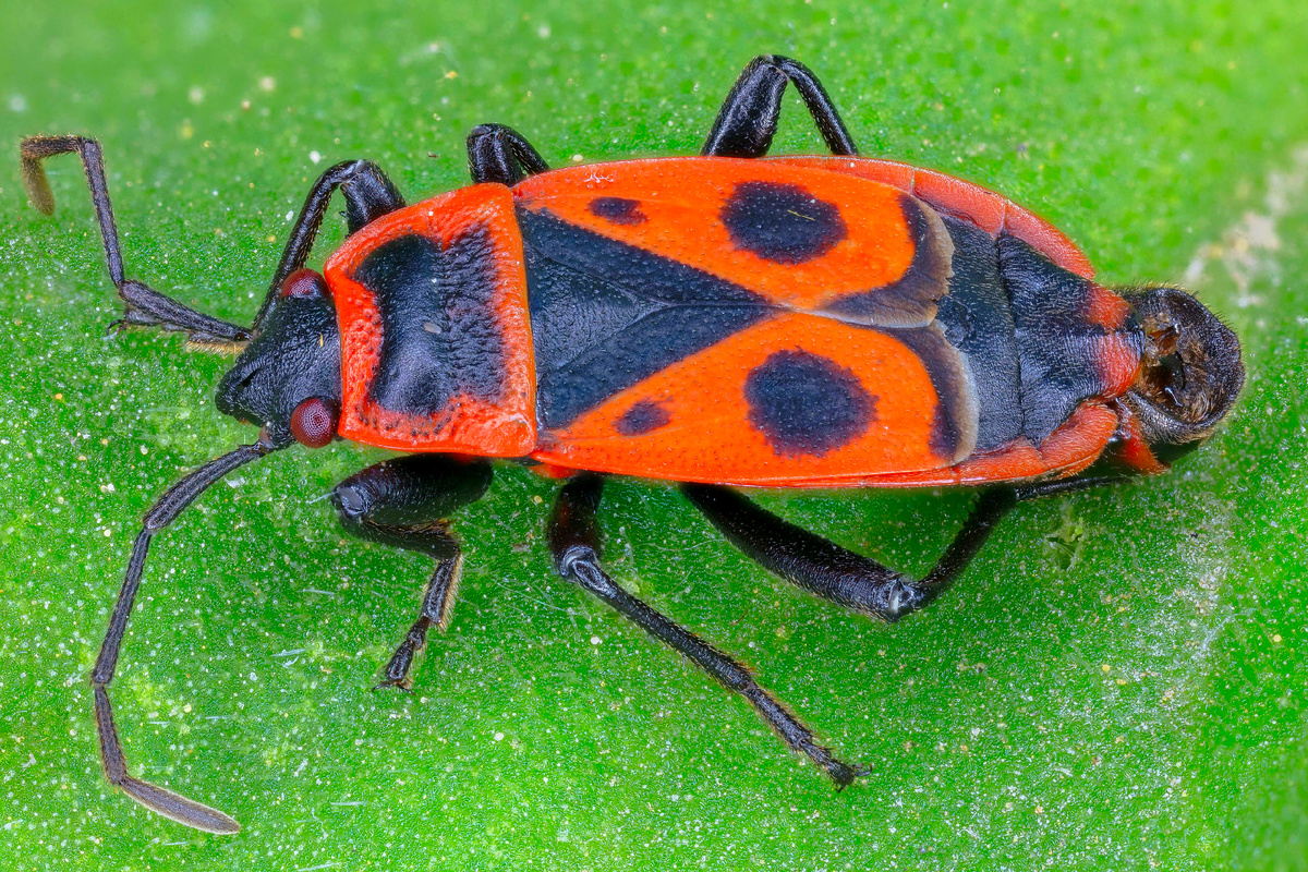Клоп-солдатик в своём красно-черном мундире.