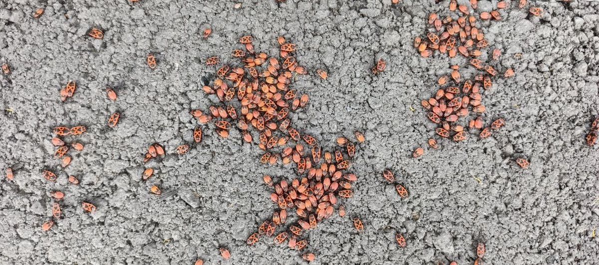 Вот это несанкционированное сборище солдатиков.