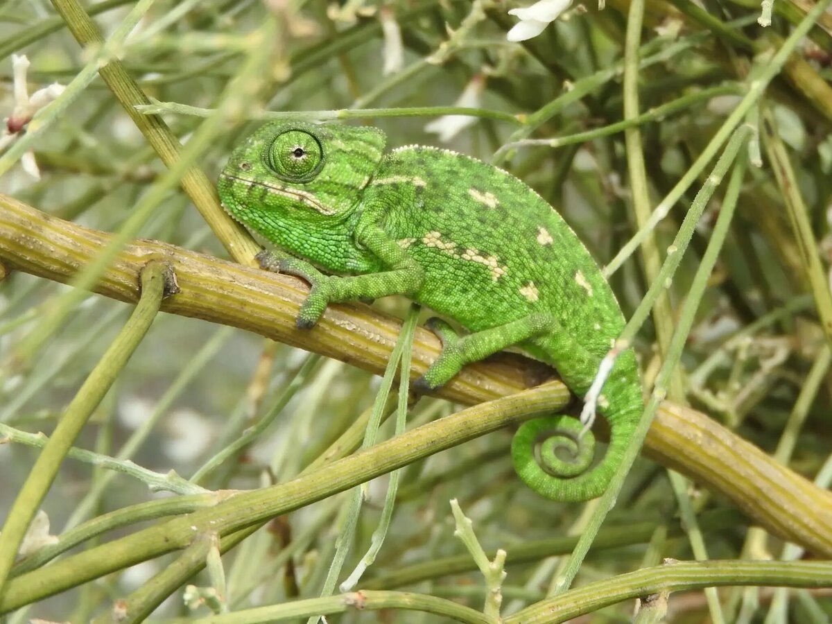 Кстати, у Рапунцель в мультфильме Disney именно обыкновенный хамелеон. 