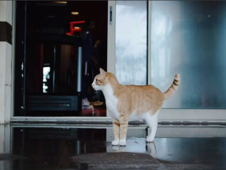     Скриншот из видео в официальном телеграм-канале ФК "Балтика"