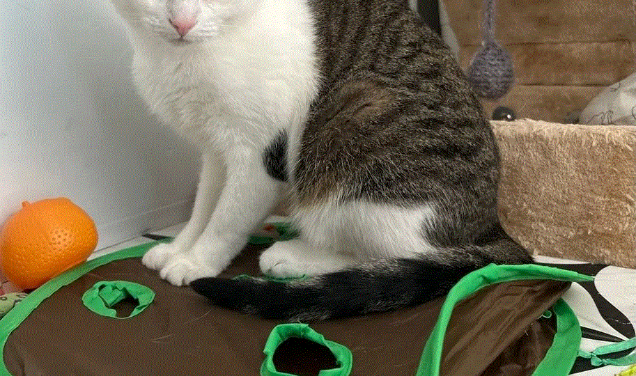 😻Миленькая общительная Бусинка хочет чуда✨найти дом🏡