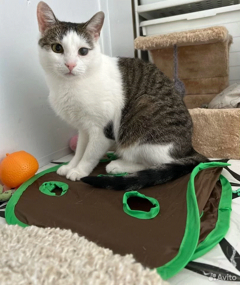 Бусинка любит поговорить по душам) 💓 Расскажет вам свою историю и как прошёл её день))😽 